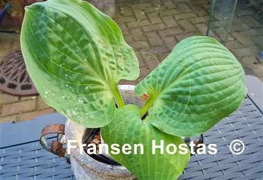 Hosta Chris' Pinky Present